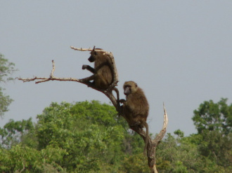 02 Babouins Perches